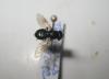 Cheilosia impressa